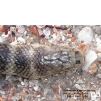 گونه مار دریایی حلقه دار Annulated Sea Snake